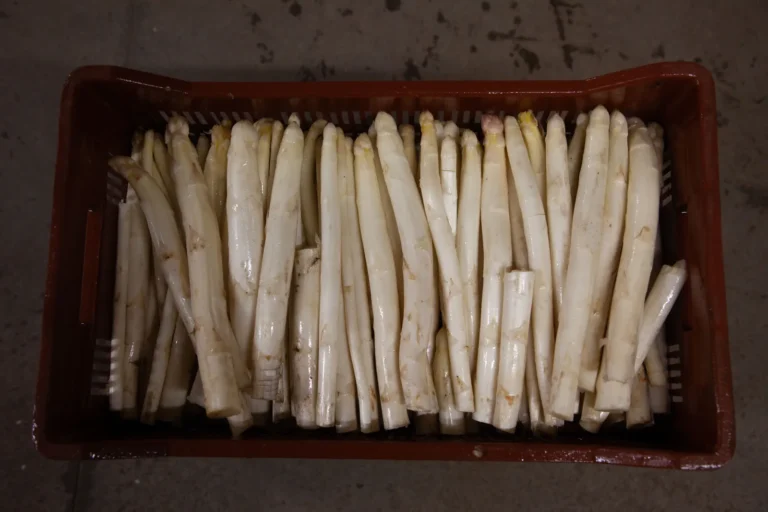 Asperge - Ferme Mathio -Landes